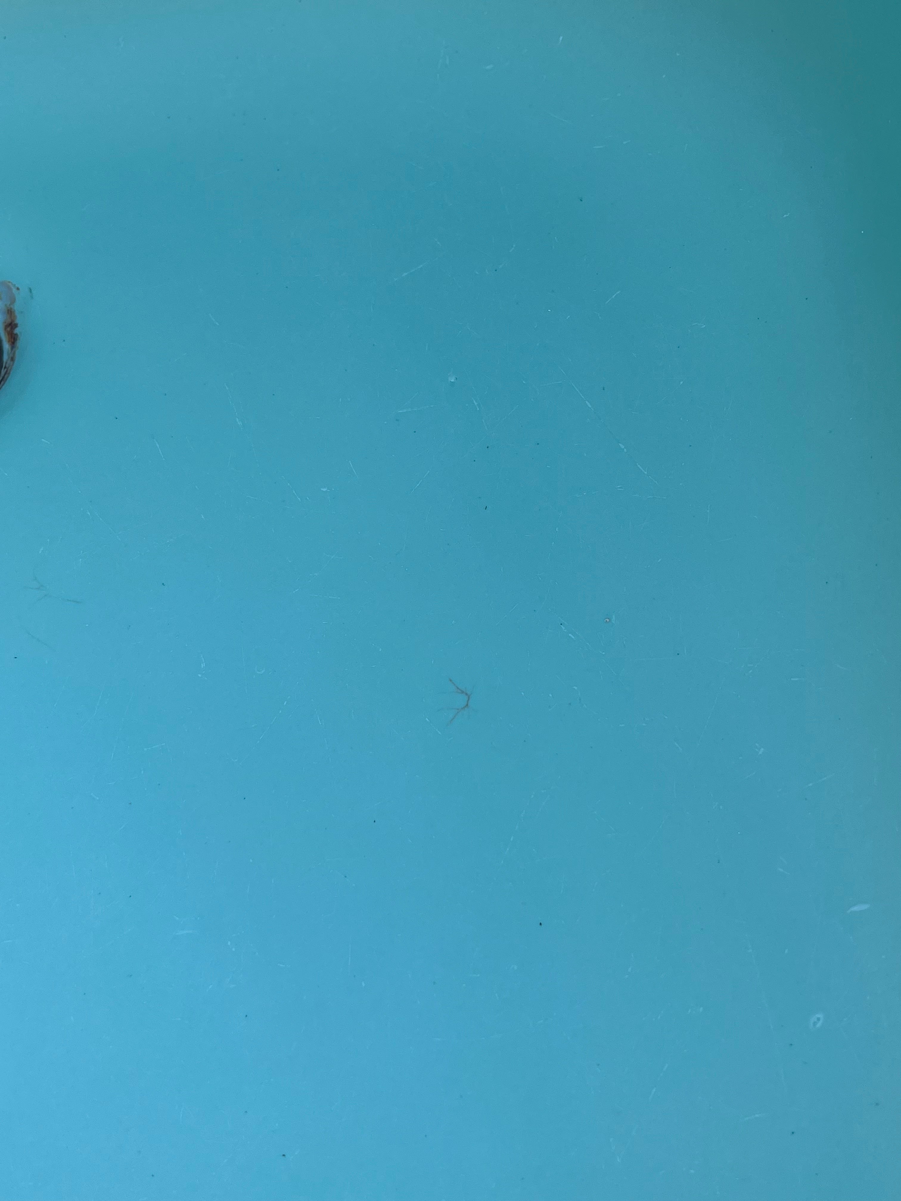 (TB-27) Washington 'Miramar' Bathtub, Pastel Green